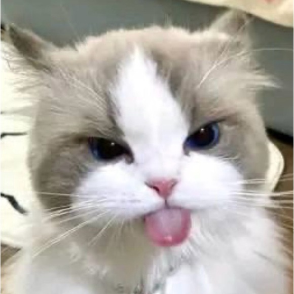 Meet your Posher, Shan - Picture 1 of 1